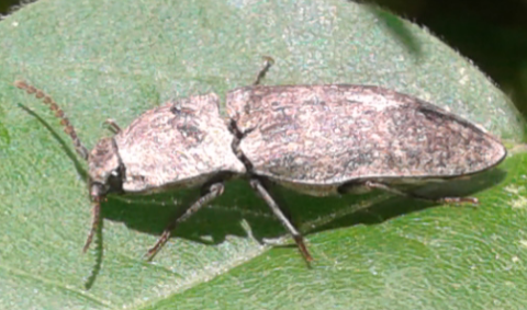 Elateridae: Agrypnus murinus? S